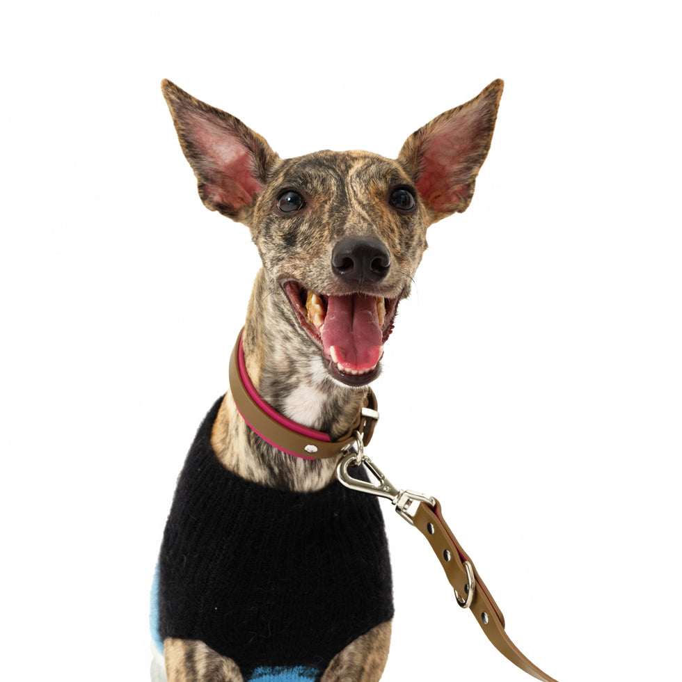N series pet leather collar